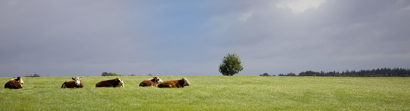ABP cattle sitting in a field