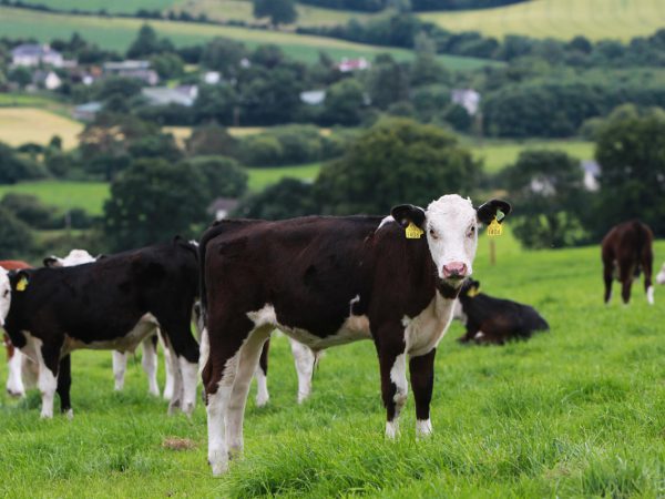 ABP cattle out in a field at Clonegal Farm