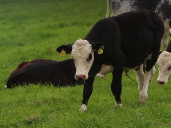 Calves walking across a field