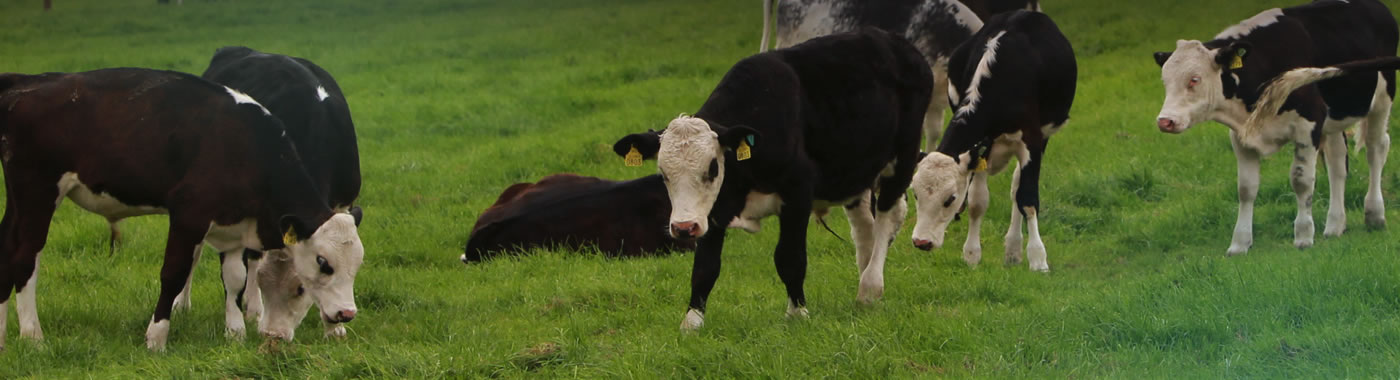 Calves walking across a field