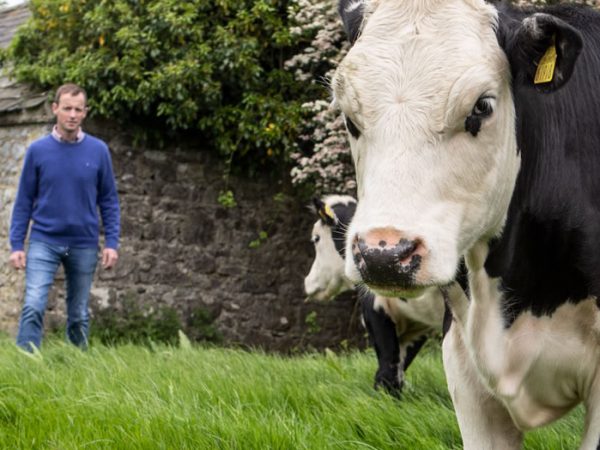 An ABP farmer standing with ABP cattle