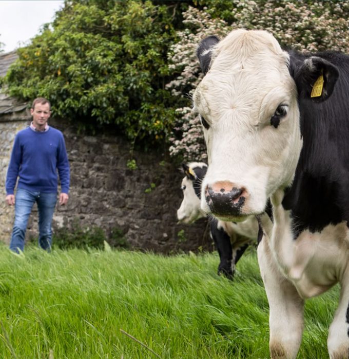 An ABP farmer standing with ABP cattle