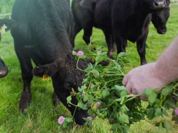 An ABP farmer holding clover out to ABP cattle