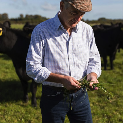 An abp farmer with grass in his hands checking the quality