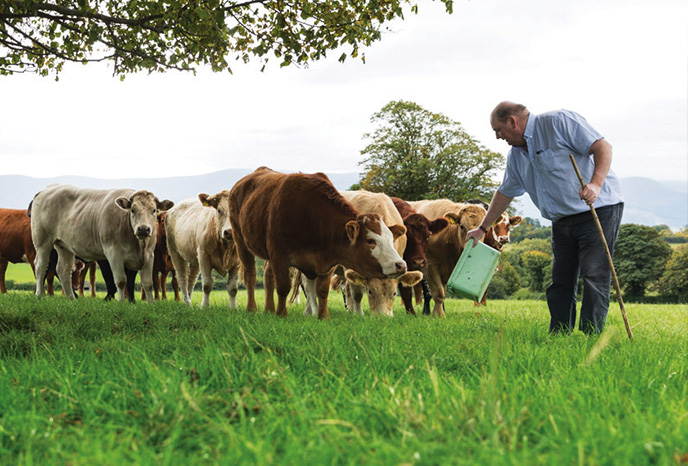 ABP farmer feeding cattle