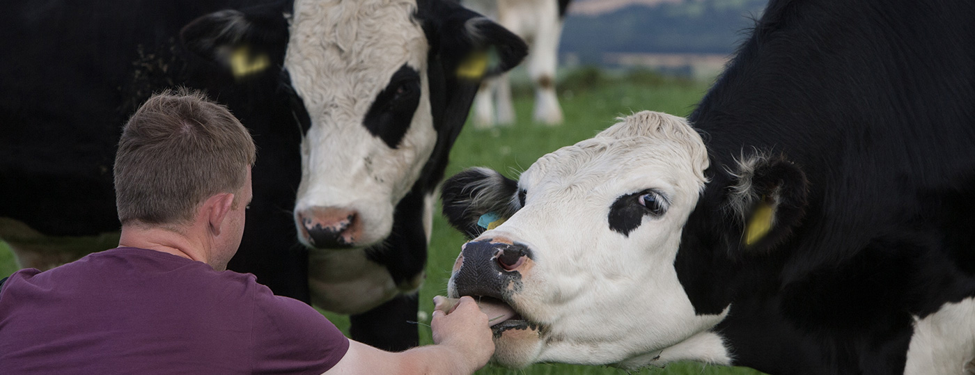 An ABP farmer petting cattle