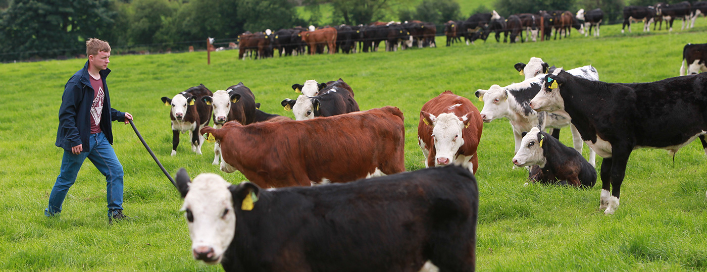 An ABP farmer walking the fields with his herds of cattle