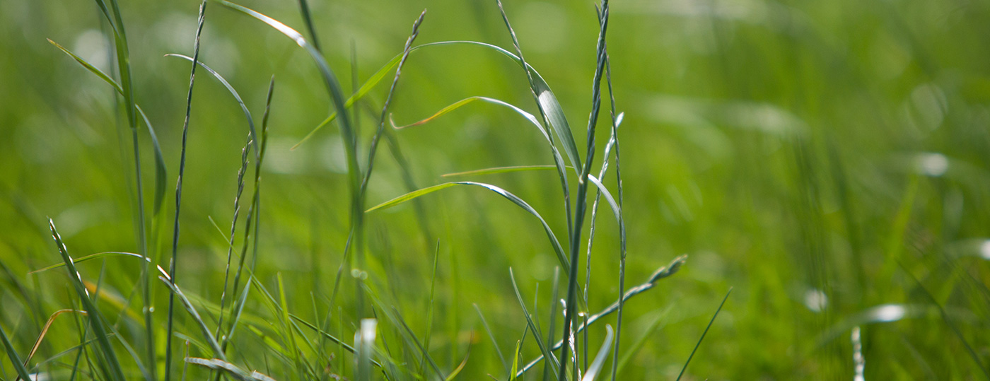 ABP close up of green grass in a field