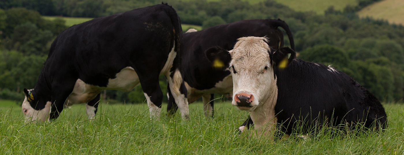 ABP Cattle sitting in a field