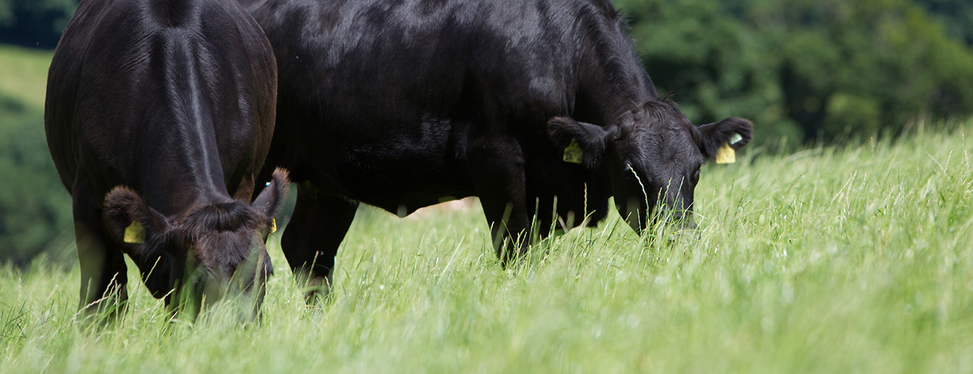 ABP cattle eating grass