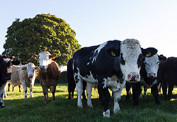 ABP cattle