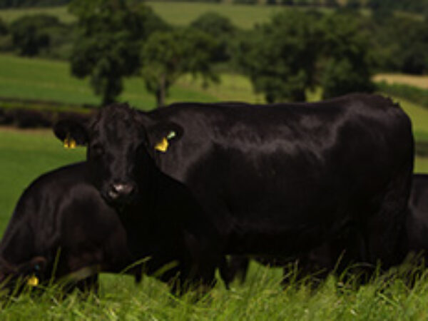 ABP cattle