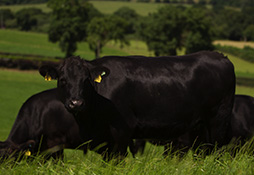 ABP cattle