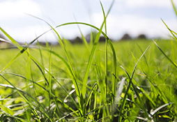 Close up of blades of grass