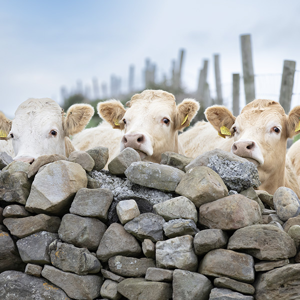 ABP cattle looking over an old stone wall