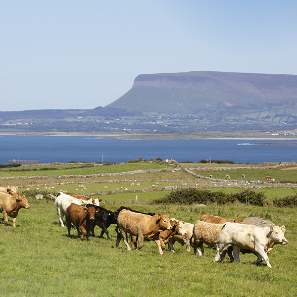 ABP cattle in a field with the sea and mountains in the distance