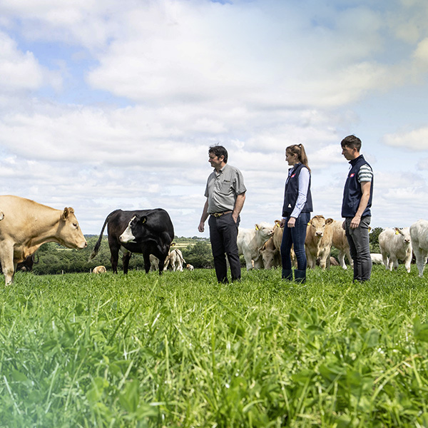 Two ABP advisors standing with a farmer in a field