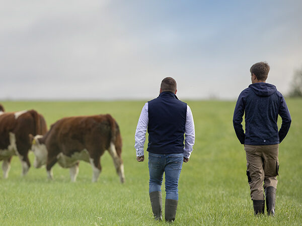 Two farmers walking off across a field of ABP cattle