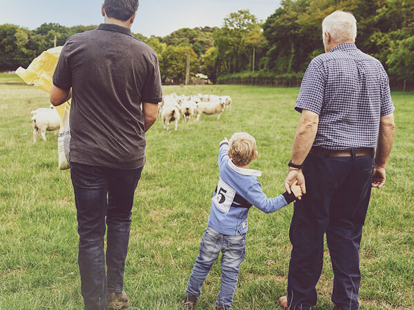 A father, son and Grandfather out with feed in a field of sheep