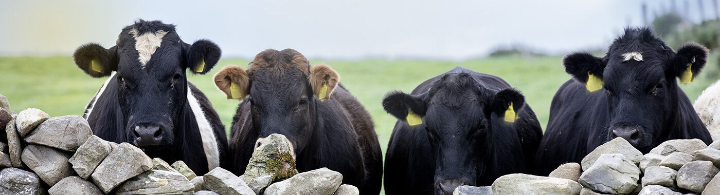 ABP cattle looking over a wall