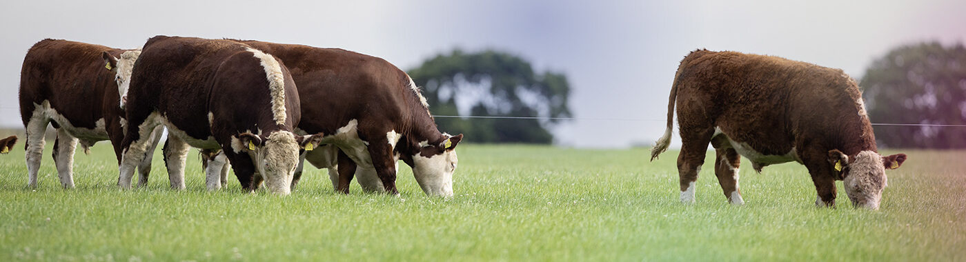 ABP cattle grazing in a field