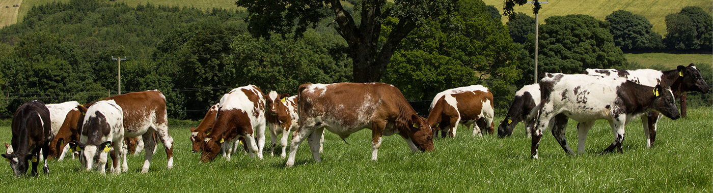 ABP cattle