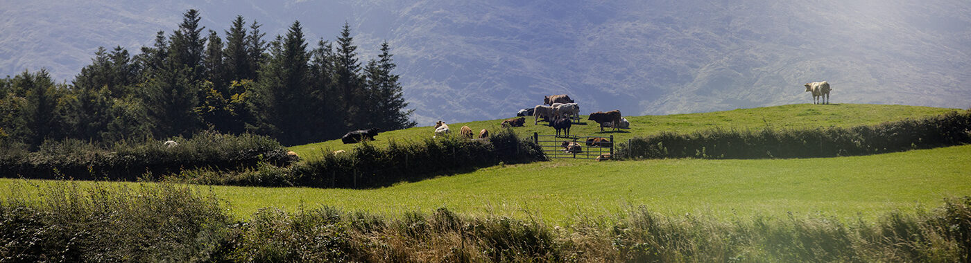 ABP cattle standing in a field