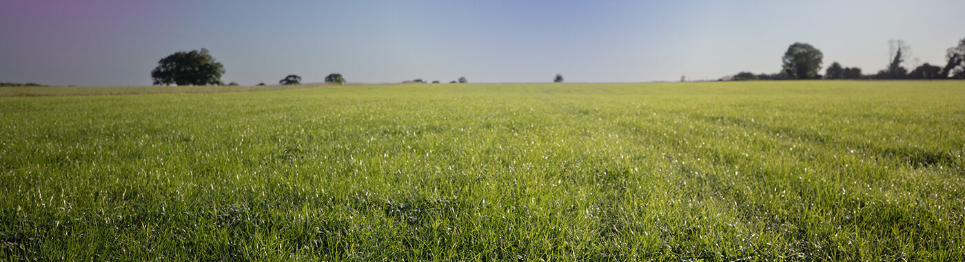 A field full of grass