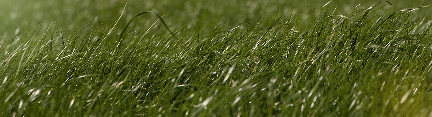 Close up of grass blowing in the wind