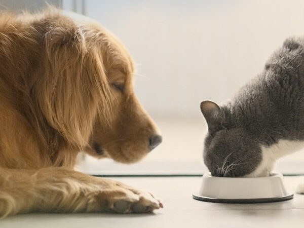 Pies siedzi, obserwując kota jedzącego z miski
