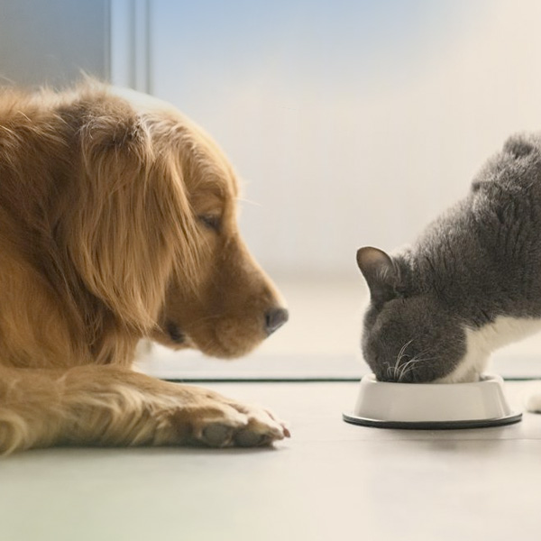 A dog sitting watching a cat eating food out of a bowl