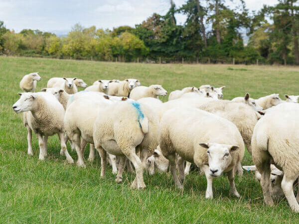 A herd of sheep together in a field