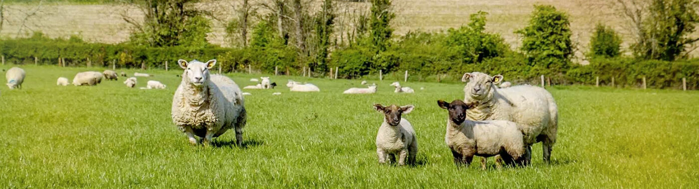 Irish Country Meats sheep and lambs in a field