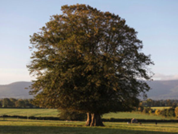 Large tree in a field