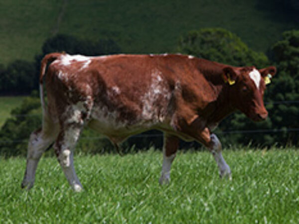 ABP cattle