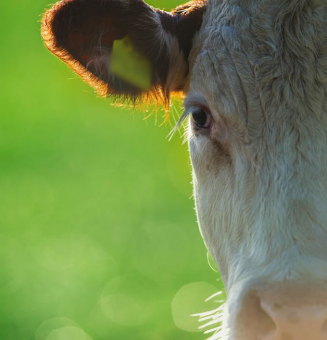 ABP hereford cattle