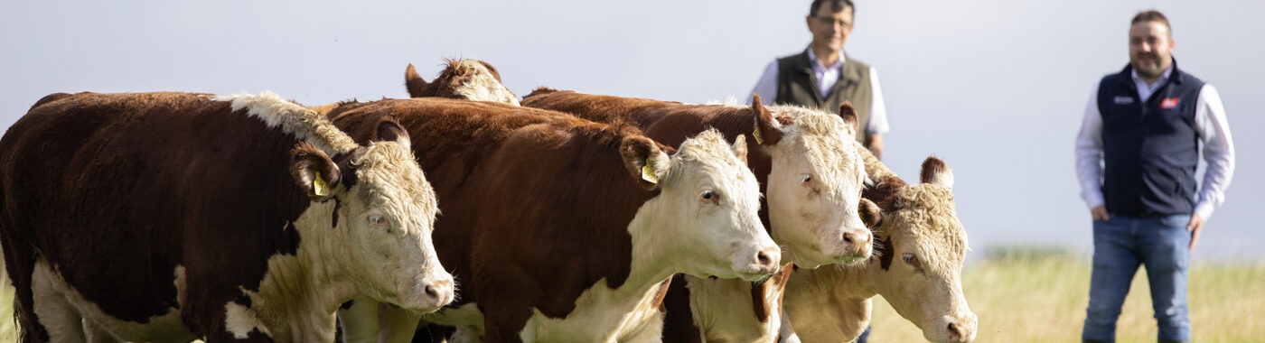 ABP representative and farmer watching a herd of cattle