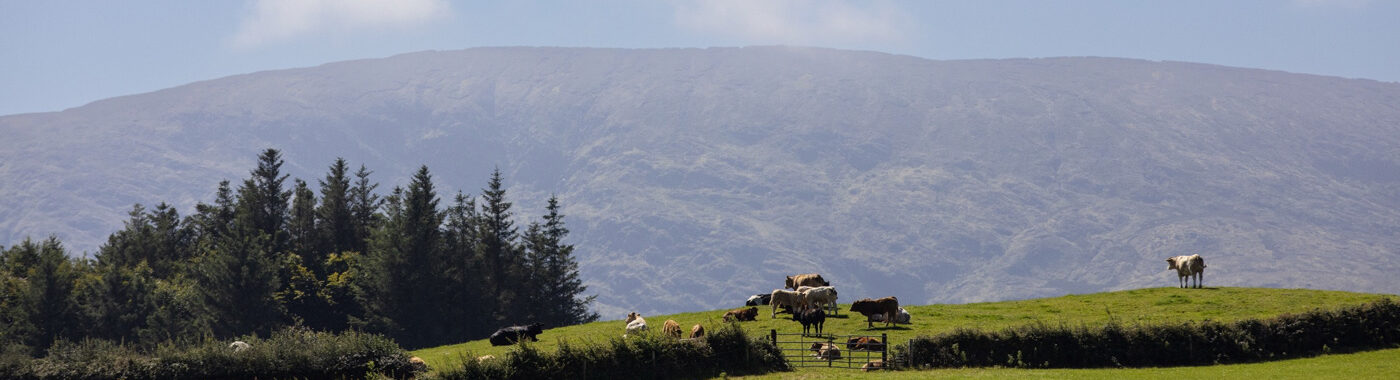 Landscape and cattle