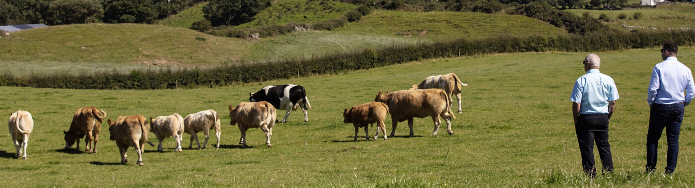 ABP representative and farmer watching cattle in a field