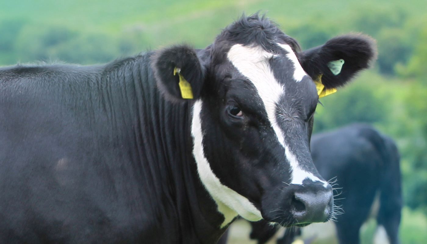 ABP cattle in a field