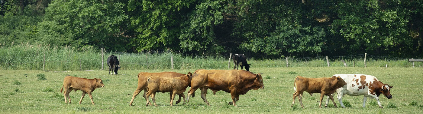 ABP polish cattle