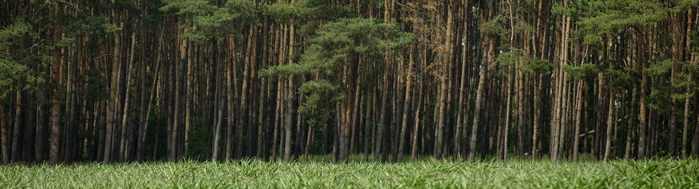 APB Polish Forest