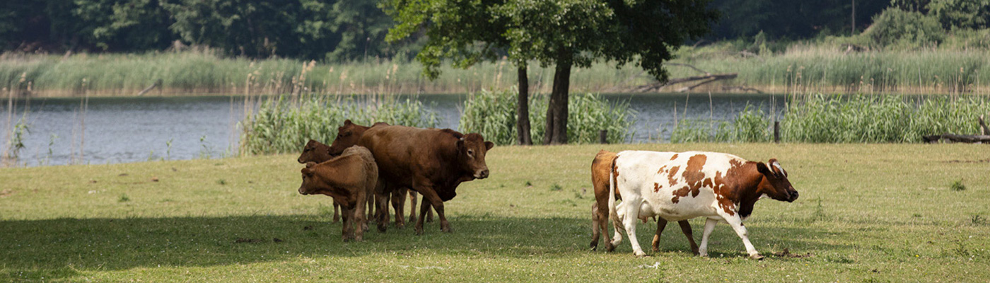 ABP Polish cattle