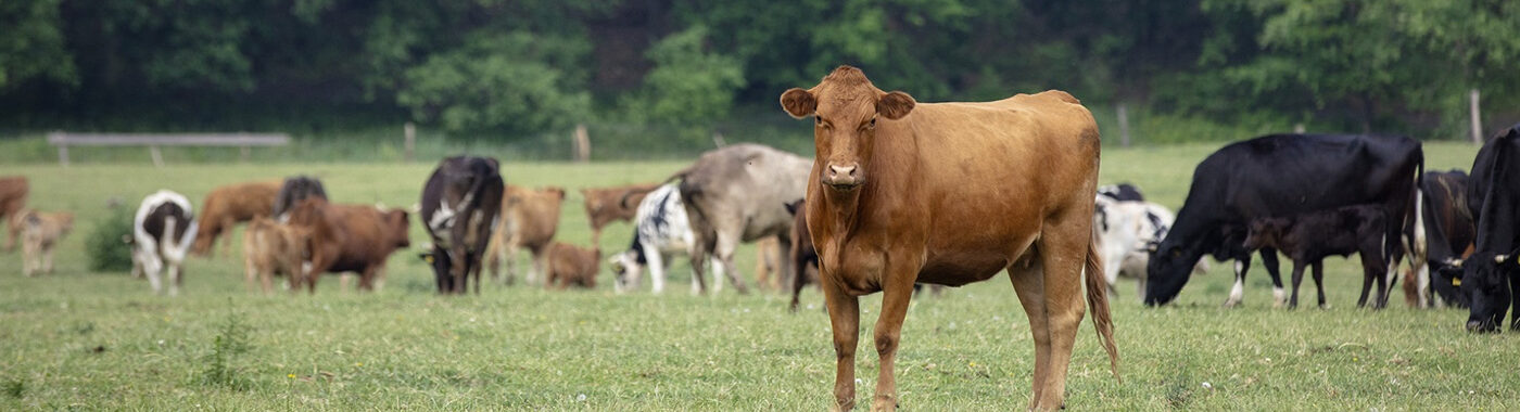 APB Poland Cattle