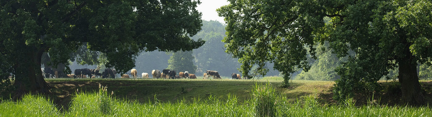 ABP Polish Landscape with cattle