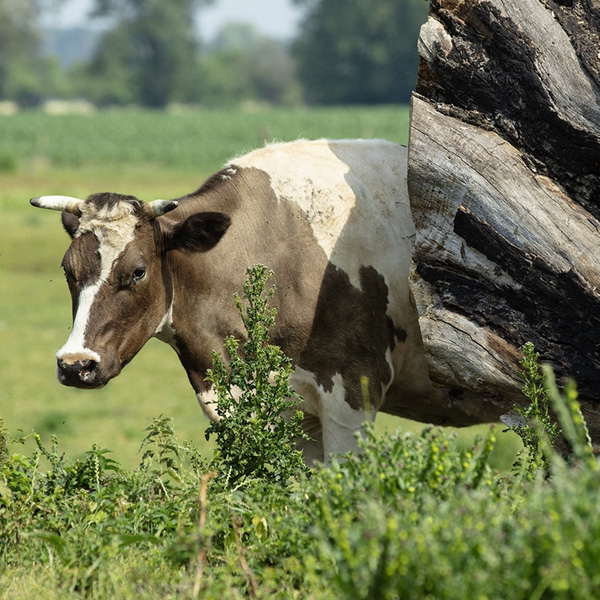 ABP Poland - polish cattle