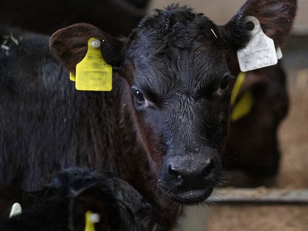 ABP Advantage Young Farmer Advantage Academy closeup calf