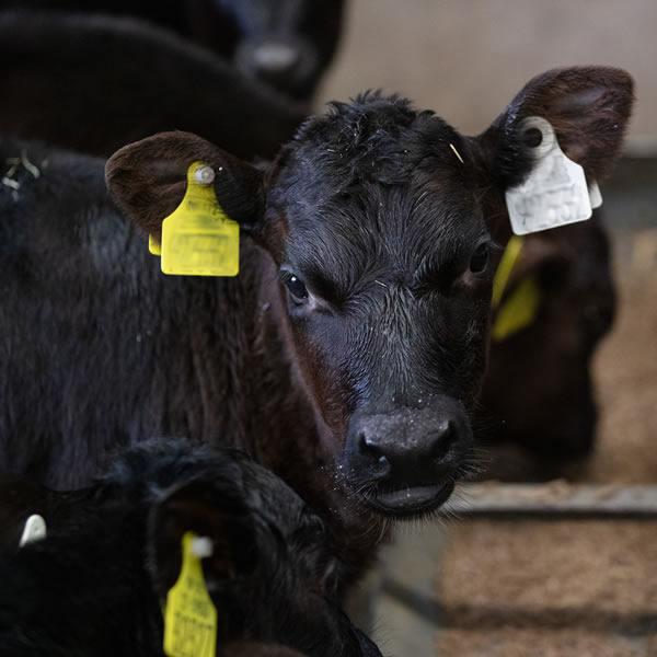 ABP Advantage Young Farmer Advantage Academy closeup calf
