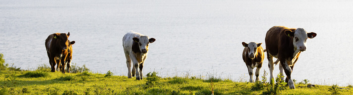 APB Story - cattle on a hillside