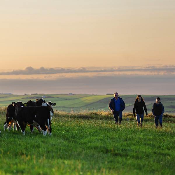 ABP sustainability targets cattle and staff in field